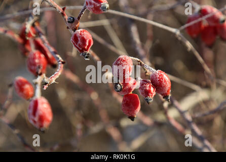 Rosehips in the cold / Frosty morning. Trees covered with hoarfrost Stock Photo