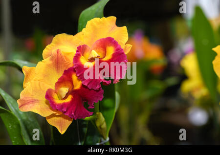 Beautiful orange with red hybrid Cattleya flower orchid in garden, nature background Stock Photo