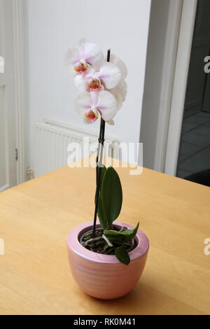 Phalaenopsis (Love) Orchid in a Pearlescent Coated Flower Pot Stock Photo