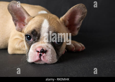 Cute french bulldog puppy sleep on black stone background, Pet animal concept Stock Photo