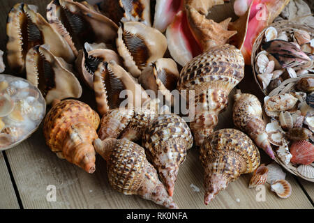 Sea shells lie on the table Stock Photo