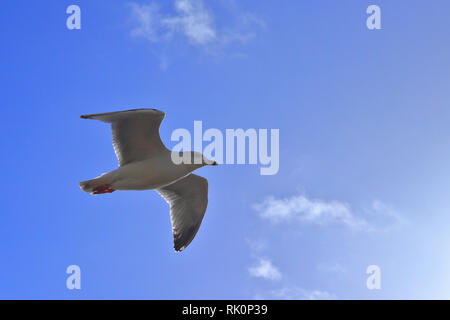 A single seagull flying in the blue sunny sky. Backlit bird in flight with copy space. Stock Photo