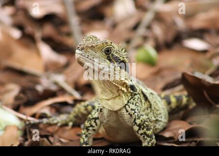 Eastern water dragon close up with brown background of leaves and sticks. Stock Photo