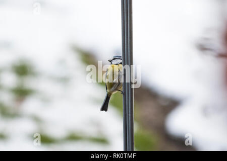 Meisen im Garten Stock Photo Alamy