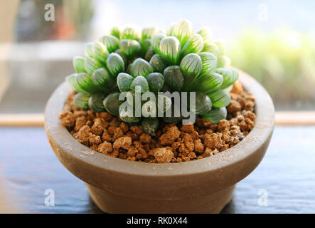 Haworthia Cooperi Var. Obtusa, the succulent plants with lovely round tipped translucent leaves by the window Stock Photo