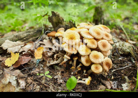 Honey Agaric mushrooms grow on a tree in autumn forest. Group of wild mushrooms Armillaria. Close up of eatable mushrooms. Honey agaric mushrooms Stock Photo