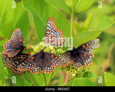 Group of migrating Butterflies feeding Stock Photo