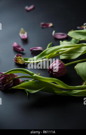 Bouquet of wilted tulips on a black depressive background. Fallen petals of tulips on a dark background. Macro shot. Depressive old bouquet of flowers Stock Photo
