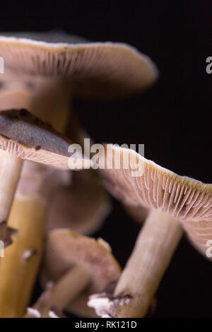 Psilocybe cubensis - fresh magic mushrooms in soil with a black background - Psilocybe cubensis is a species of psychedelic mushroom Stock Photo