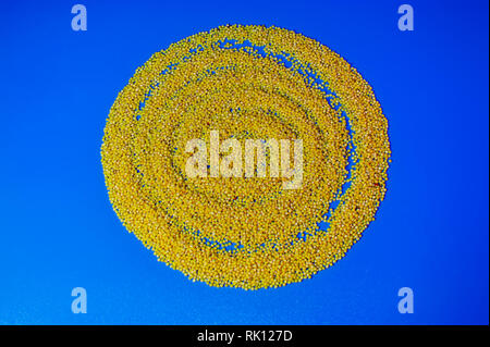 Background of dry millet grains scattered on a blue surface. Stock Photo