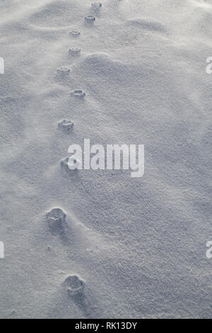 Haute-relief of paw prints with blowing snow. Strong winds have eroded the loose snow around the compressed paw prints. Stock Photo