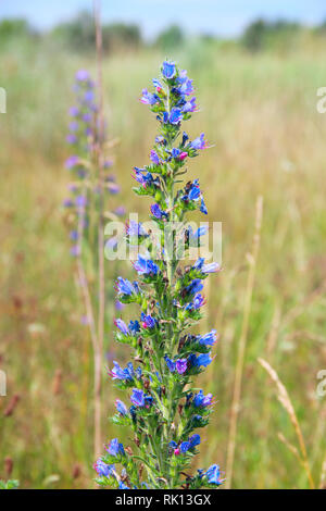 Beautiful Echium vulgare blossoming in summer field. Meadow flowers. Blue flowers blooming in summer Stock Photo