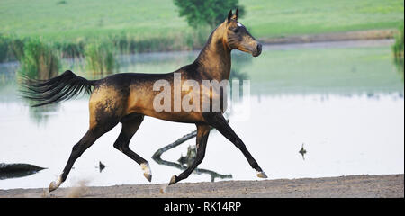 Dappled buckskin Akhal-Teke stallion runs in trot near water with all four legs in the air looking at a camera. Horizontal, side view, in motion. Stock Photo