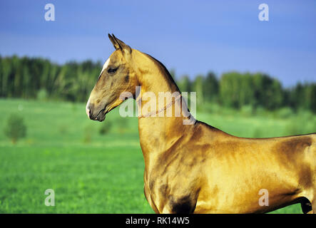 Watchful Akhal Teke horse stands in the field in summer day. Horizontal, portrait, side view. Stock Photo