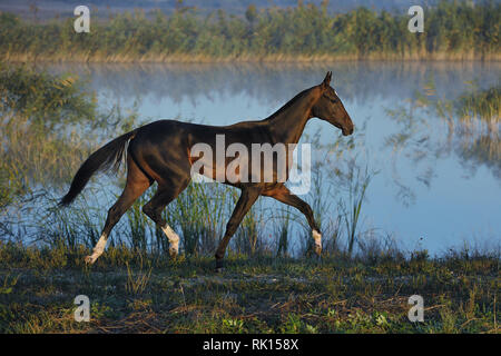 Delicate black Akhal Teke horse runs in trot over the waterline in the suumer field. Horizontal, sideways, motion. Stock Photo