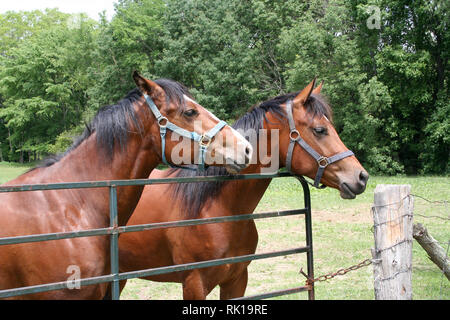 Horse Farm fun Stock Photo