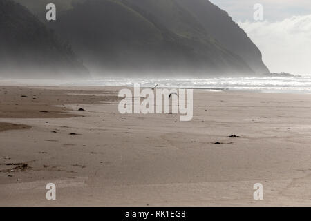 Two birds flying across the beach with the mist and water in the background Stock Photo