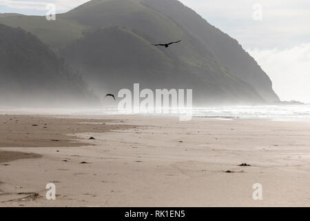 Two birds flying across the beach with the mist and water in the background Stock Photo