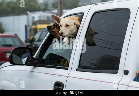 Two dogs are sticking their heads out of a partially open car window while the car is parked in a parking lot. Stock Photo