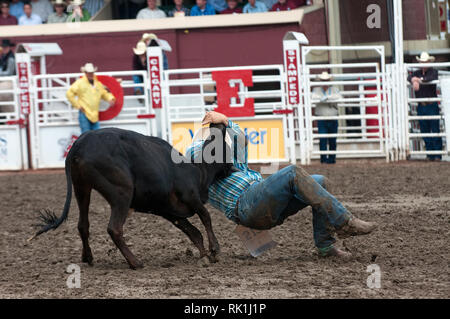 Steer wrestling race at Calgary Stampede, Calgary, Alberta, Canada Stock Photo