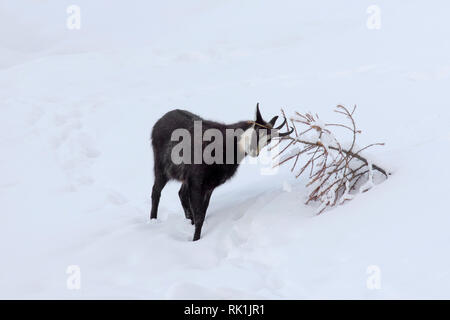 Chamois (Rupicapra rupicapra) male rubbing antlers against pine tree in the snow in winter during the rut in the European Alps Stock Photo