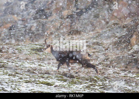 Chamois (Rupicapra rupicapra) male on snow covered mountain slope during snowfall in winter in the European Alps Stock Photo