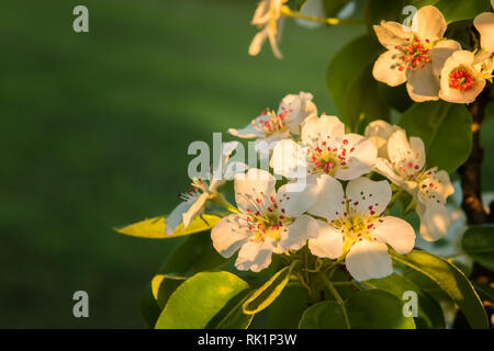 Pear tree branches in bloom. Beautiful white flowers with red stamens in warm sunset sunlight. Seasonal greeting card background with copy space. Sele Stock Photo