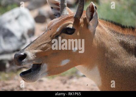 African deer at the Out of Africa sanctuary in Arizona Stock Photo