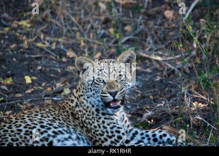 A close up of a lone leopard (Panthera pardus) in Mala Mala Game Reserve, Mpumalanga, South Africa Stock Photo