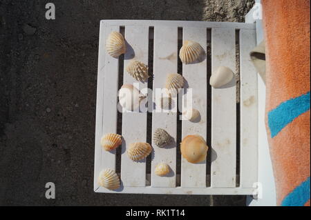 Shells from the beach Stock Photo