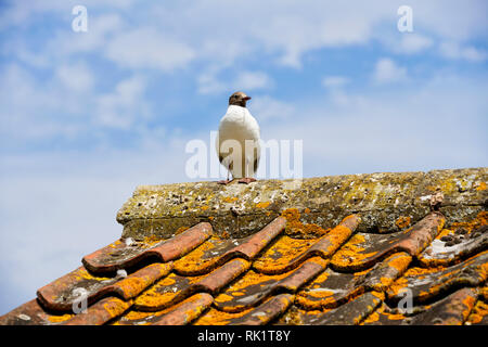 Black headed Gull perched on a roof, Gloucestershire, Cotswolds,England, United Kingdom Stock Photo