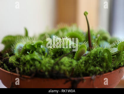 Venus Flytrap (Dionaea muscipula) in the windowsill of a city flat. Stock Photo