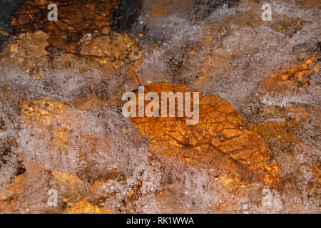 Leaves and small air bubbles trapped in frozen water. Stock Photo