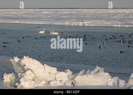 Harrison Charter Township, Michigan - Mute swans (Cygnus olor) with ducks in mostly-frozen Lake St. Clair in winter. Stock Photo