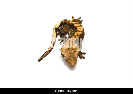 Crested gecko isolated on white background Stock Photo