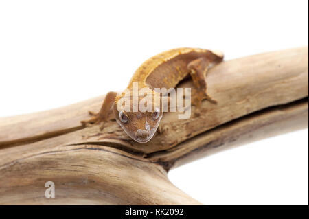 Crested gecko isolated on white background Stock Photo