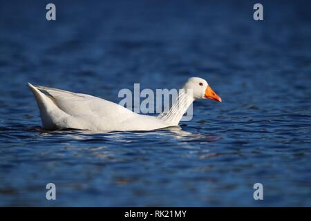 A domestic white goose Anser anser swimming on a pond Stock Photo