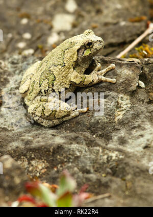 A portrait of a Gray Tree Frog Stock Photo