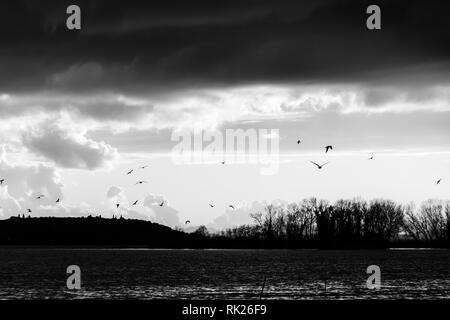 Birds flying over Trasimeno lake Stock Photo