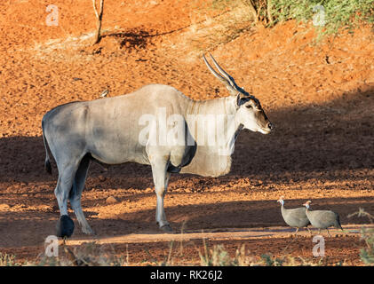 An Eland bull in Southern African savanna Stock Photo