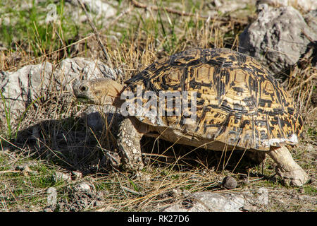 A leopard tortoise, Stigmochelys pardalis, walking amongst rocks and grass in Etosha. Stock Photo