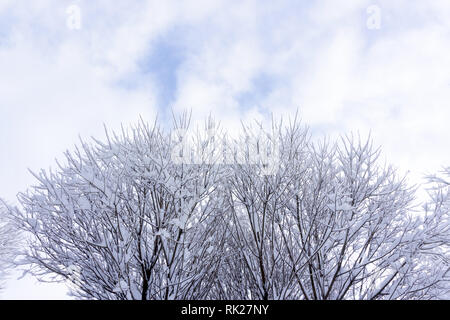 Leafless bushes in winter isolated on white background . Stock Photo