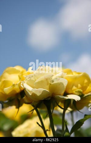Yellow roses against blue sky Stock Photo - Alamy