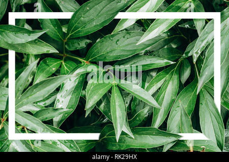 Creative layout made of green leaves with a drawn white frame. Summer minimal concept. Flat lay. Copy space for text Stock Photo