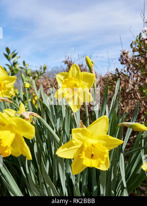 Daffodil or narcissus of the amaryllidaceae family of bright yellow and early blooming garden flower grown in home gardens. Stock Photo