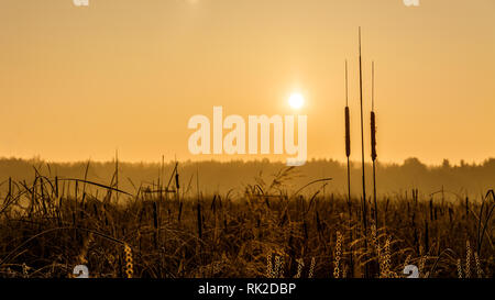 Broadleaf cattail silhouette at sunrise over a pond. Typha latifolia. Reed or water sausage. Rising sun in a golden landscape. Artistic scene. Swamp. Stock Photo