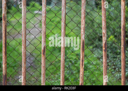 Green vegetation behind a double metal fence. Close-up of metal grate and wire mesh. Old rusty netting and rods with greenery on a blurred background. Stock Photo