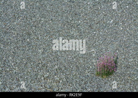 Texture from a gravel area with a blossoming wildflower. Solitary clump of pink flowers on a gray background of small stones. Blooming plant in grit. Stock Photo