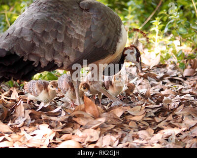 Peahen tending her kids in the arboretum in Arcadia, CA, USA Stock Photo