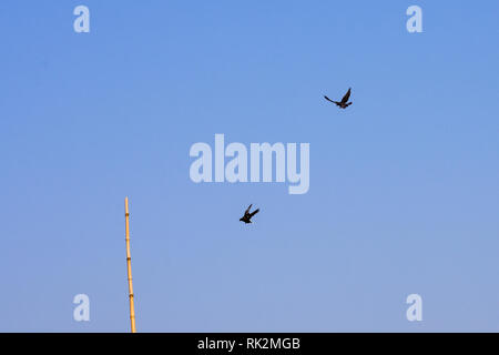 Two migrating Birds flying against blue sky. Beautiful countryside rural summer landscape in Chilka Lake Bird Sanctuary, Odisha India. Stock Photo